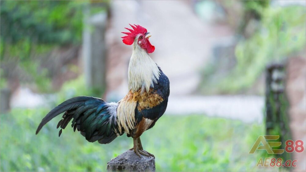 Vì sao nên chọn gà chọi đẹp để nuôi?
