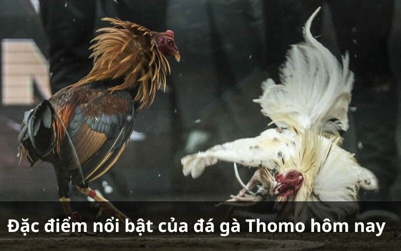 Đặc điểm nổi bật của đá gà Thomo hôm nay