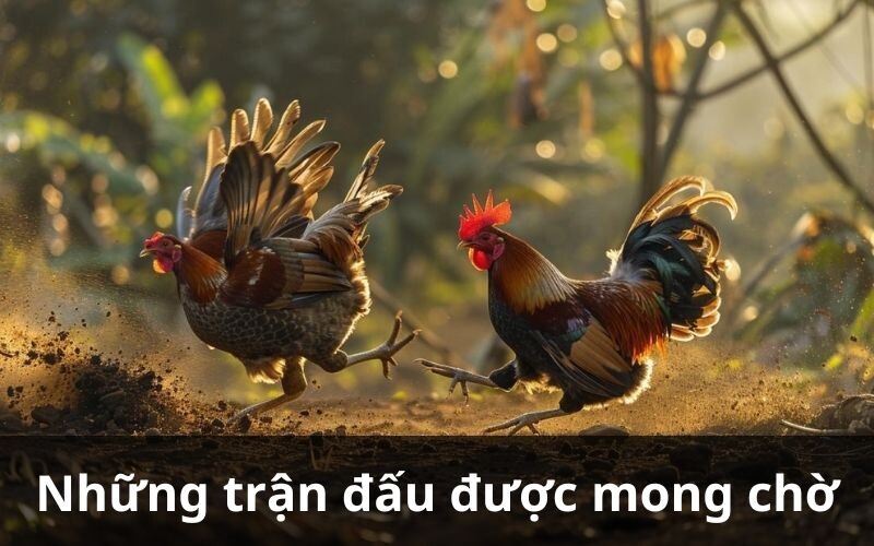 Những trận đấu được mong chờ