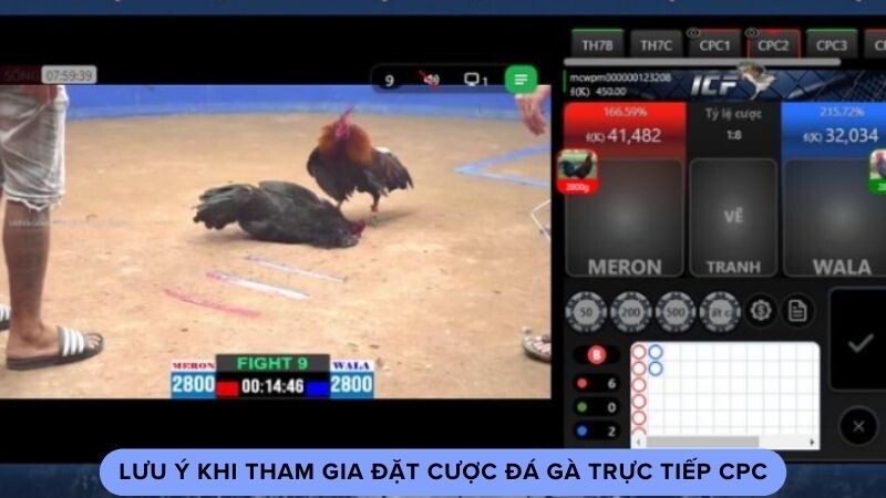 Lưu ý khi tham gia đặt cược đá gà trực tiếp CPC